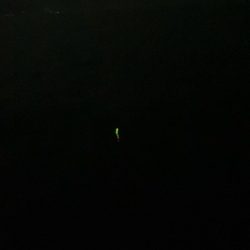 東二見メバル19