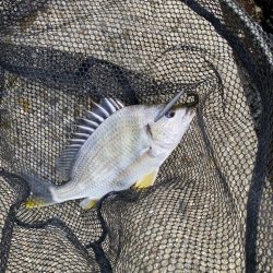 当たりは多いが