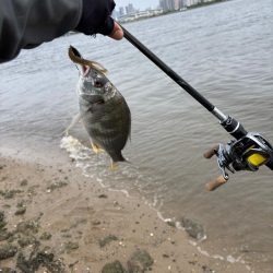 満月周り中潮の淀川キビレ