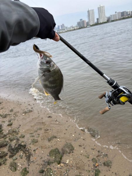 満月周り中潮の淀川キビレ