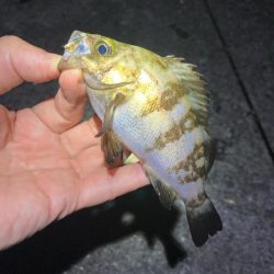 漁港でメバリング