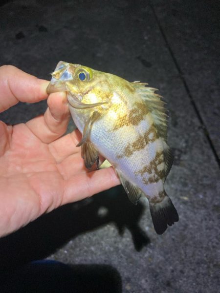 漁港でメバリング