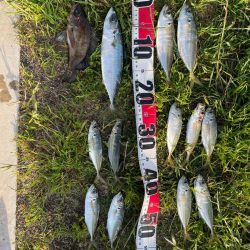 やっとアジいた