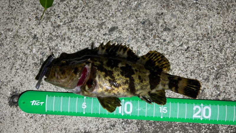 ライトワインド