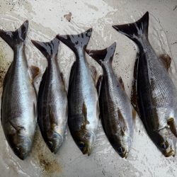 大原沖、LTイサキ