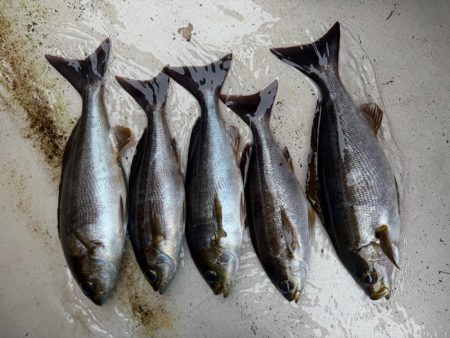 大原沖、LTイサキ