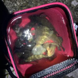 初夏のメバリング