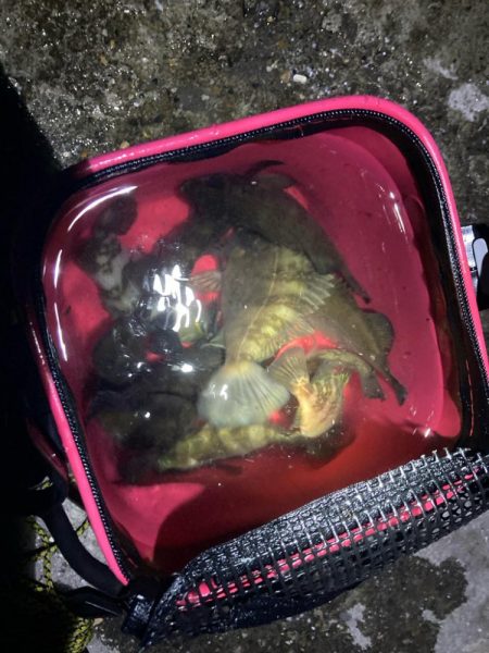 初夏のメバリング