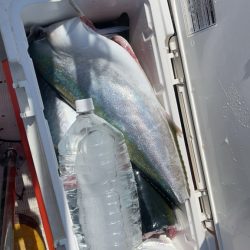 若狭湾、ブリ注意報！！