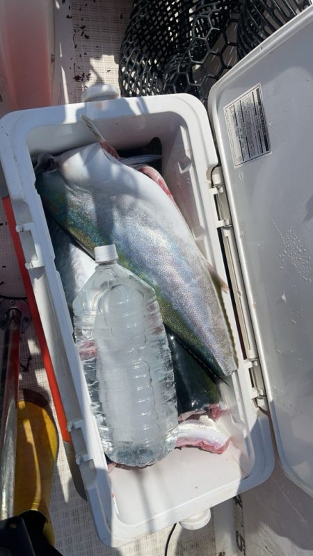 若狭湾、ブリ注意報！！