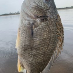 春シーバス、チヌ