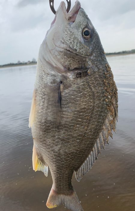 春シーバス、チヌ