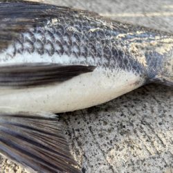 底物好調です♪