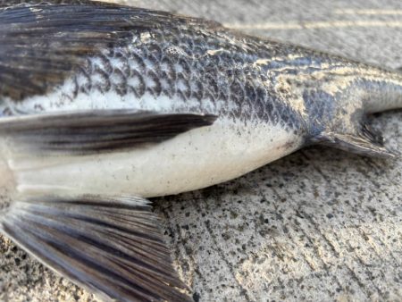 底物好調です♪