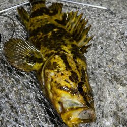 メバリングのつもりが・・・