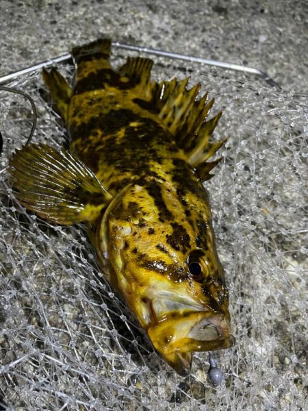 メバリングのつもりが・・・