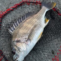 ヘチってきました