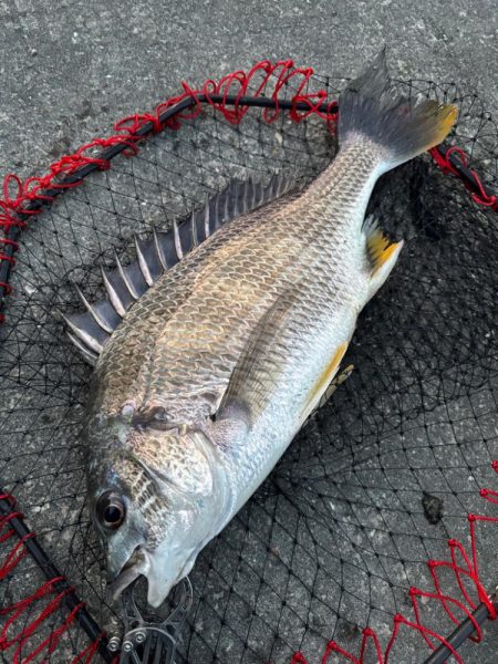 ヘチってきました