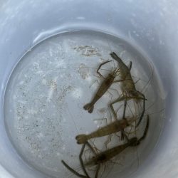 チニング　小潮　淀川　晴れ