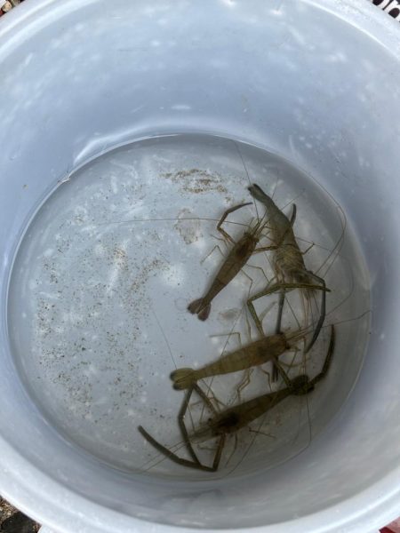 チニング　小潮　淀川　晴れ