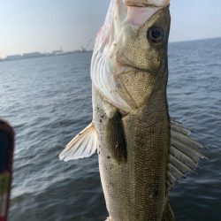 朝マヅメシーバス2匹