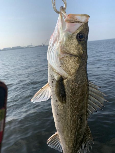 朝マヅメシーバス2匹