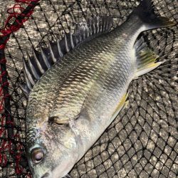 ヘチってきました