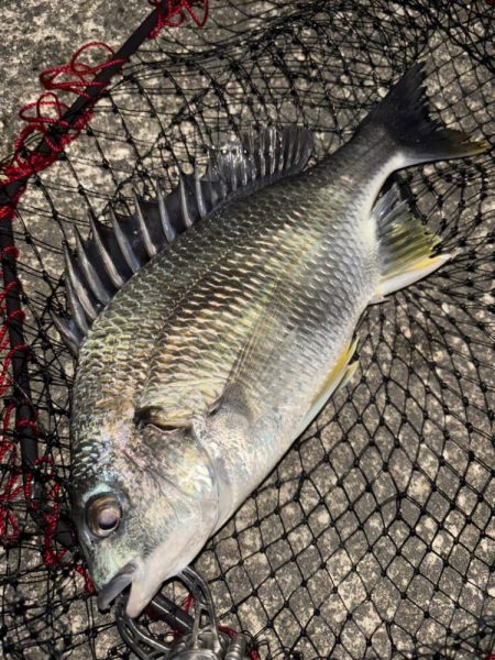 ヘチってきました