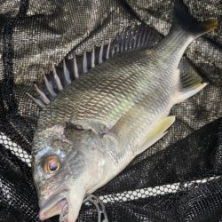 ヘチってきました