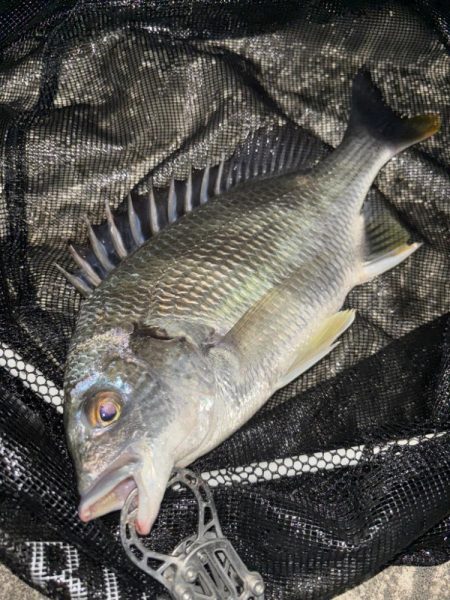 ヘチってきました