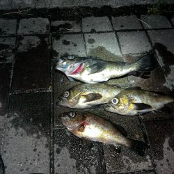 雨上がりメバリング