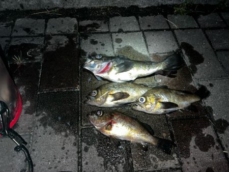雨上がりメバリング
