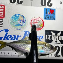 アジング>* ))))><