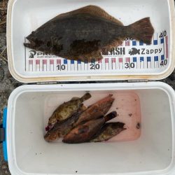 久しぶりのヒラメ