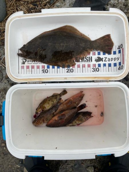 久しぶりのヒラメ