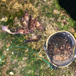 シーバスとカサゴ