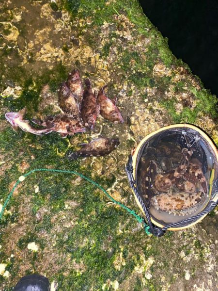 シーバスとカサゴ