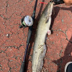 雨の後は良く釣れる