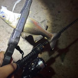 夜のライトゲーム