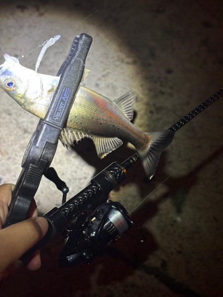 夜のライトゲーム