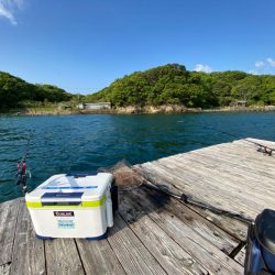 筏でアオリイカ他