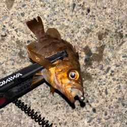 ライトメバリング