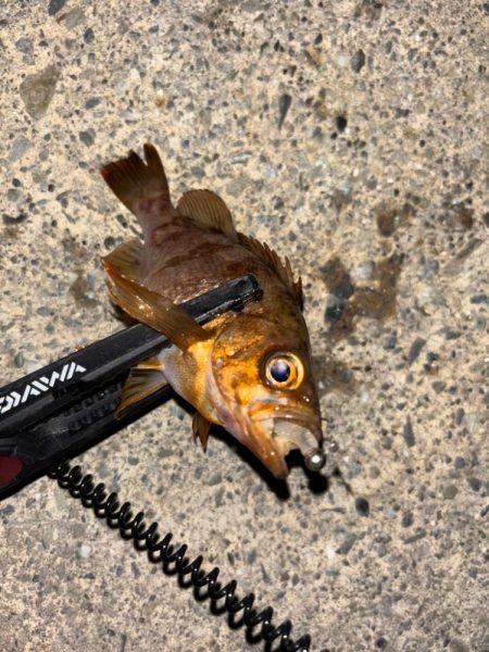 ライトメバリング