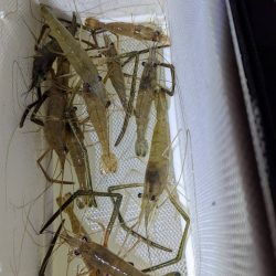 手長エビ掬いとナマズ釣り