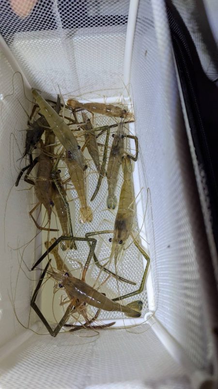 手長エビ掬いとナマズ釣り