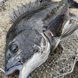 ヘチ釣り　カニ爆