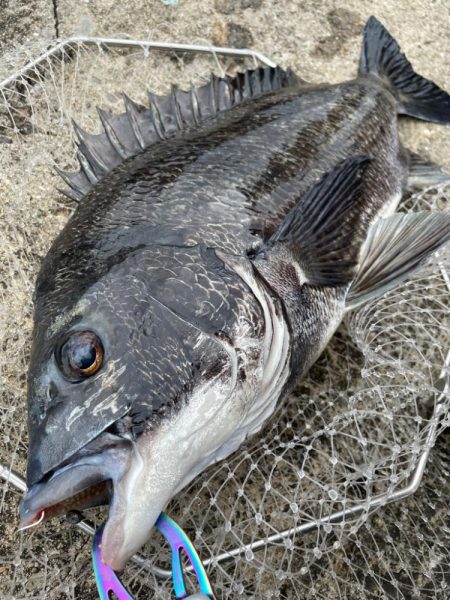 ヘチ釣り　カニ爆
