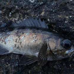 男鹿アジングandメバリング！