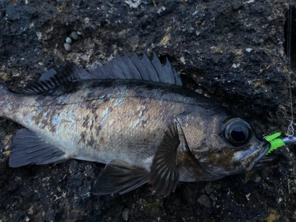 男鹿アジングandメバリング！