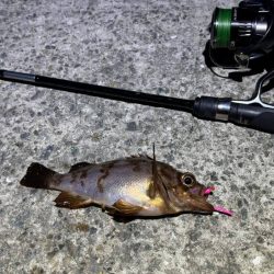 空「たか」ちゃんアジング大会